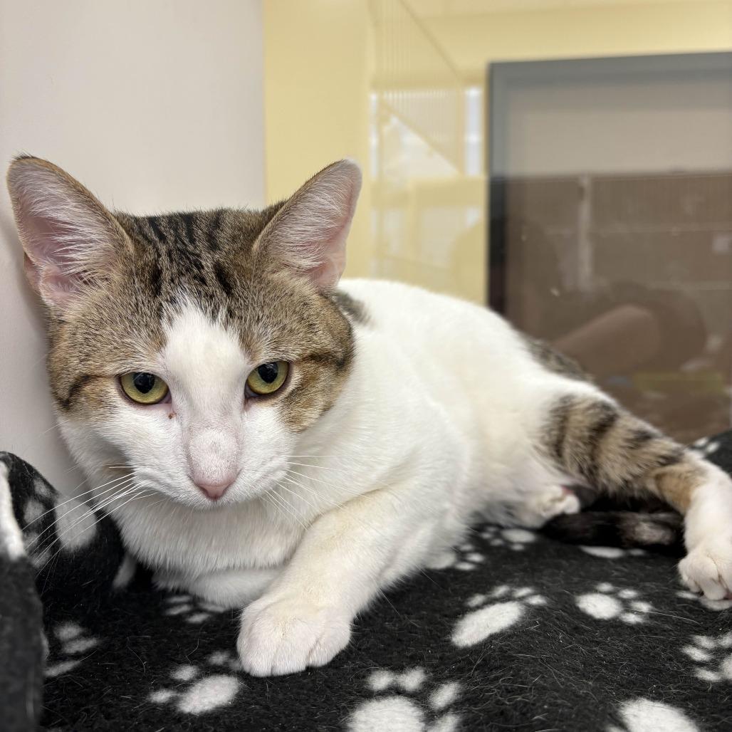 Enlarge Theodore, a Adoptable Domestic Short Hair in Beaumont, TX image 4/5