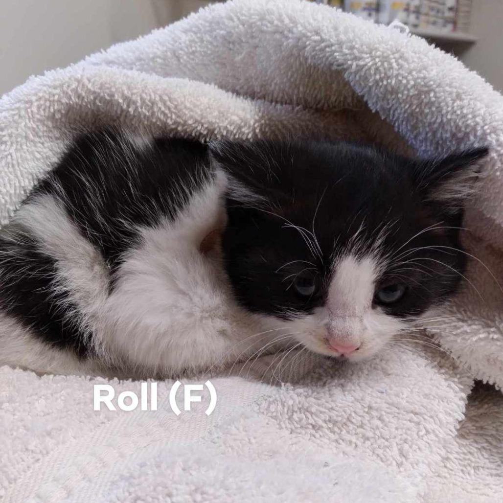 Roll, Adoptable, Adult Female Domestic Short Hair.
