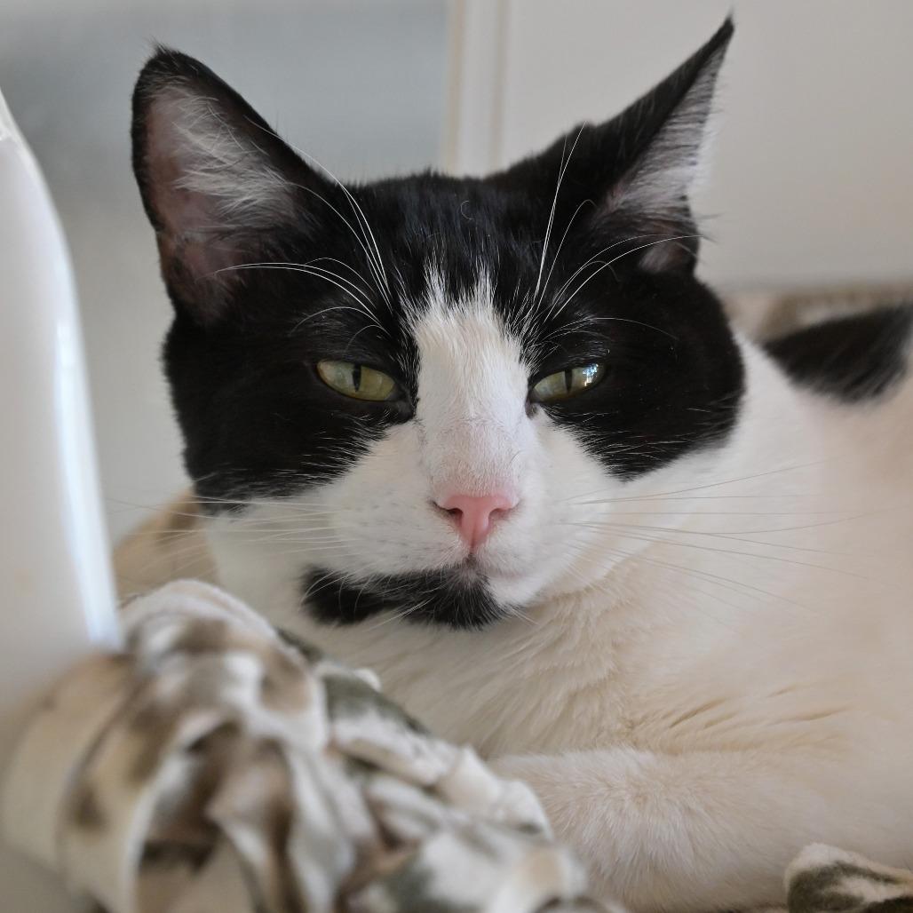 Enlarge Roll, a Adoptable Domestic Short Hair in Chilliwack, BC image 2/4