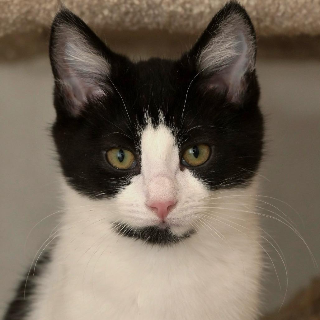 Enlarge Roll, a Adoptable Domestic Short Hair in Chilliwack, BC image 3/4