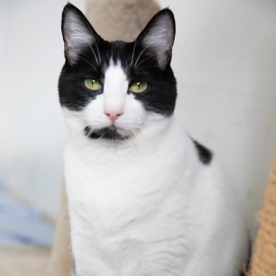 Enlarge Roll, a Adoptable Domestic Short Hair in Chilliwack, BC image 4/4