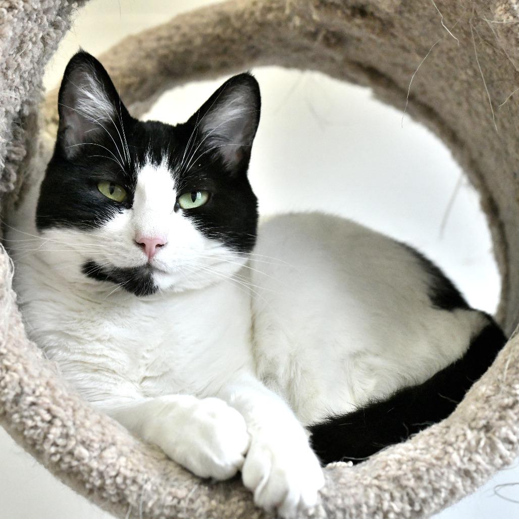 Enlarge Roll, a Adoptable Domestic Short Hair in Chilliwack, BC image 5/5