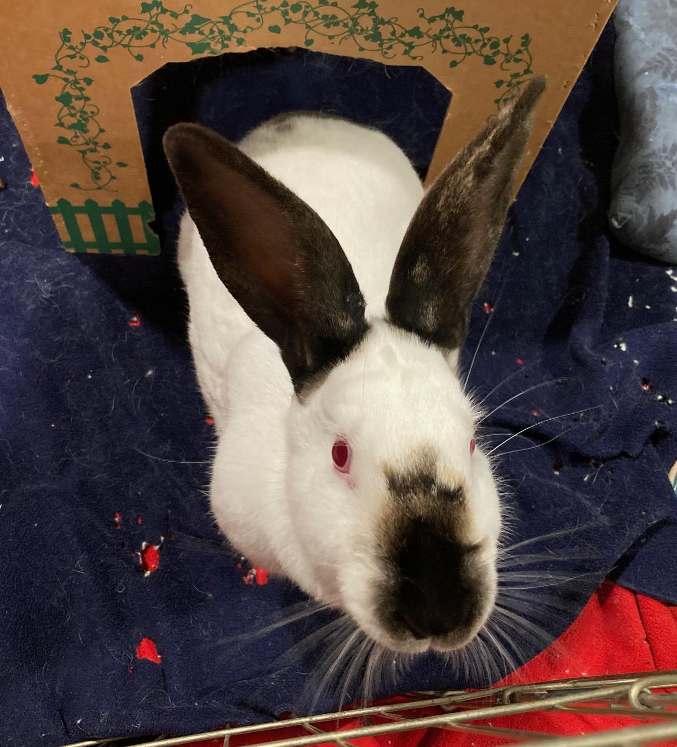 Cranberry, ADOPTABLE, Adult Female Californian.