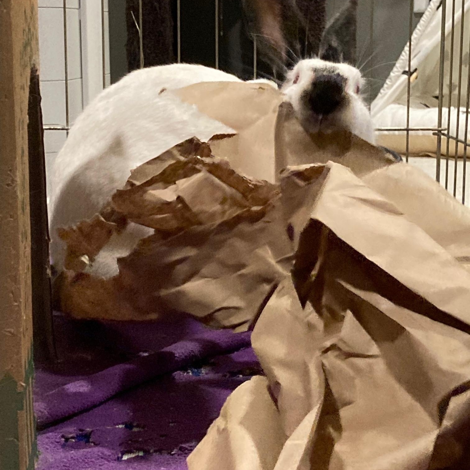 Cranberry, ADOPTABLE, Adult Female Californian.