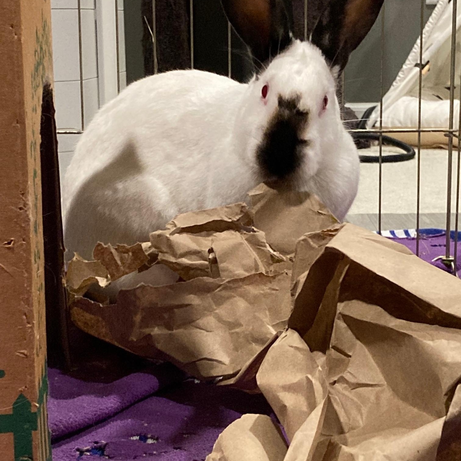 Enlarge Cranberry, a ADOPTABLE Californian in Grand Rapids, MI image 3/4