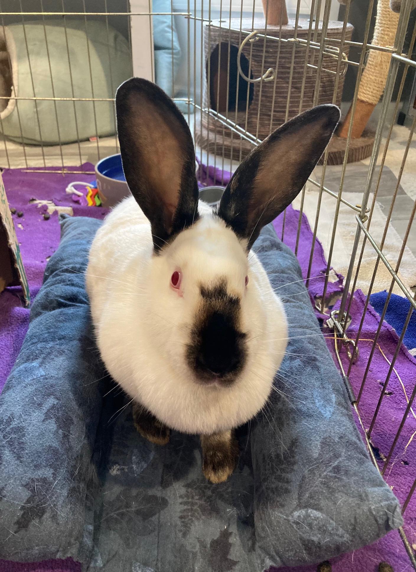 Enlarge Cranberry, a ADOPTABLE Californian in Grand Rapids, MI image 4/4