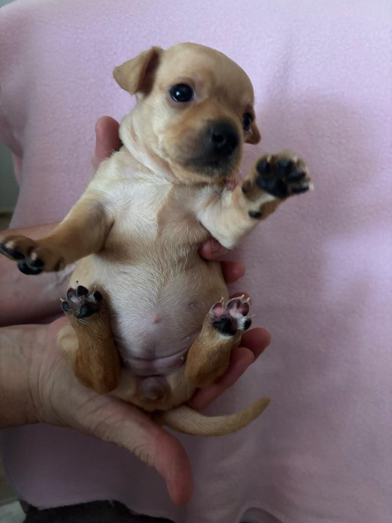 Enlarge Queen Latifah, a Adoptable mixed breed in Phoenix, AZ image 1/4