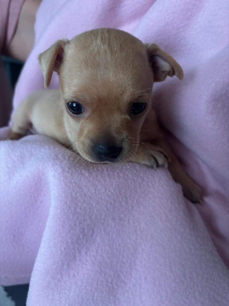 Enlarge Queen Latifah, a Adoptable mixed breed in Phoenix, AZ image 2/4