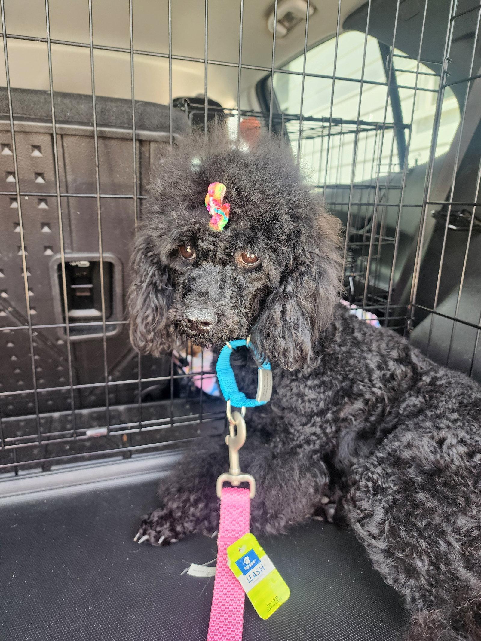 Velvet, Adoptable, Young Female Poodle.