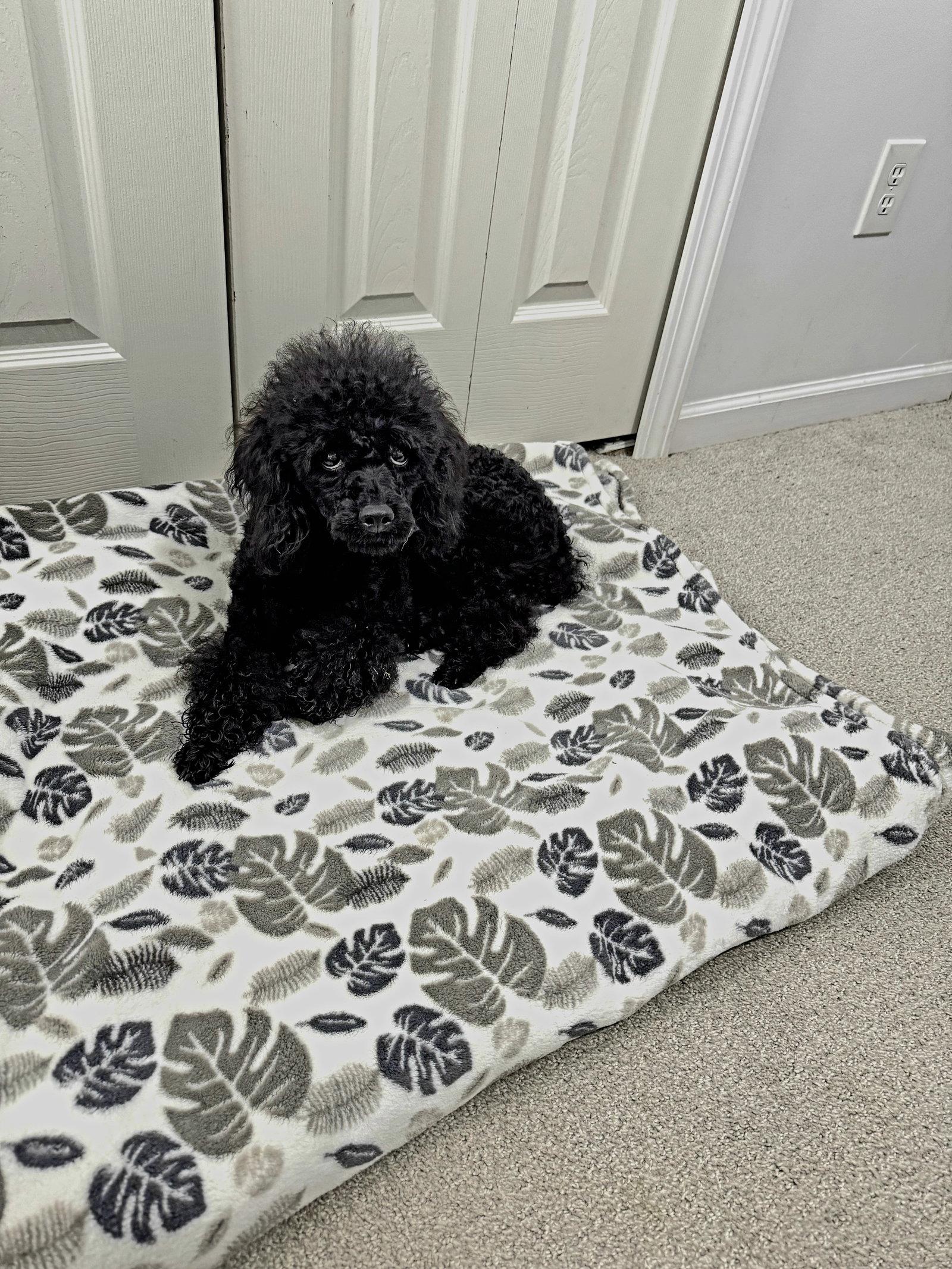 Enlarge Velvet, a Adoptable Poodle in Marine City, MI image 2/2