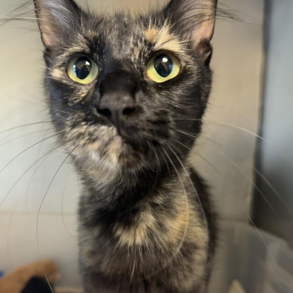 Lunar, Adoptable, Young Female Domestic Short Hair.