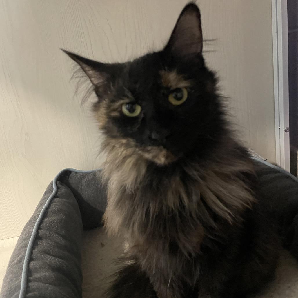 Enlarge Lunar, a Adoptable Domestic Short Hair in South Haven, MI image 3/6