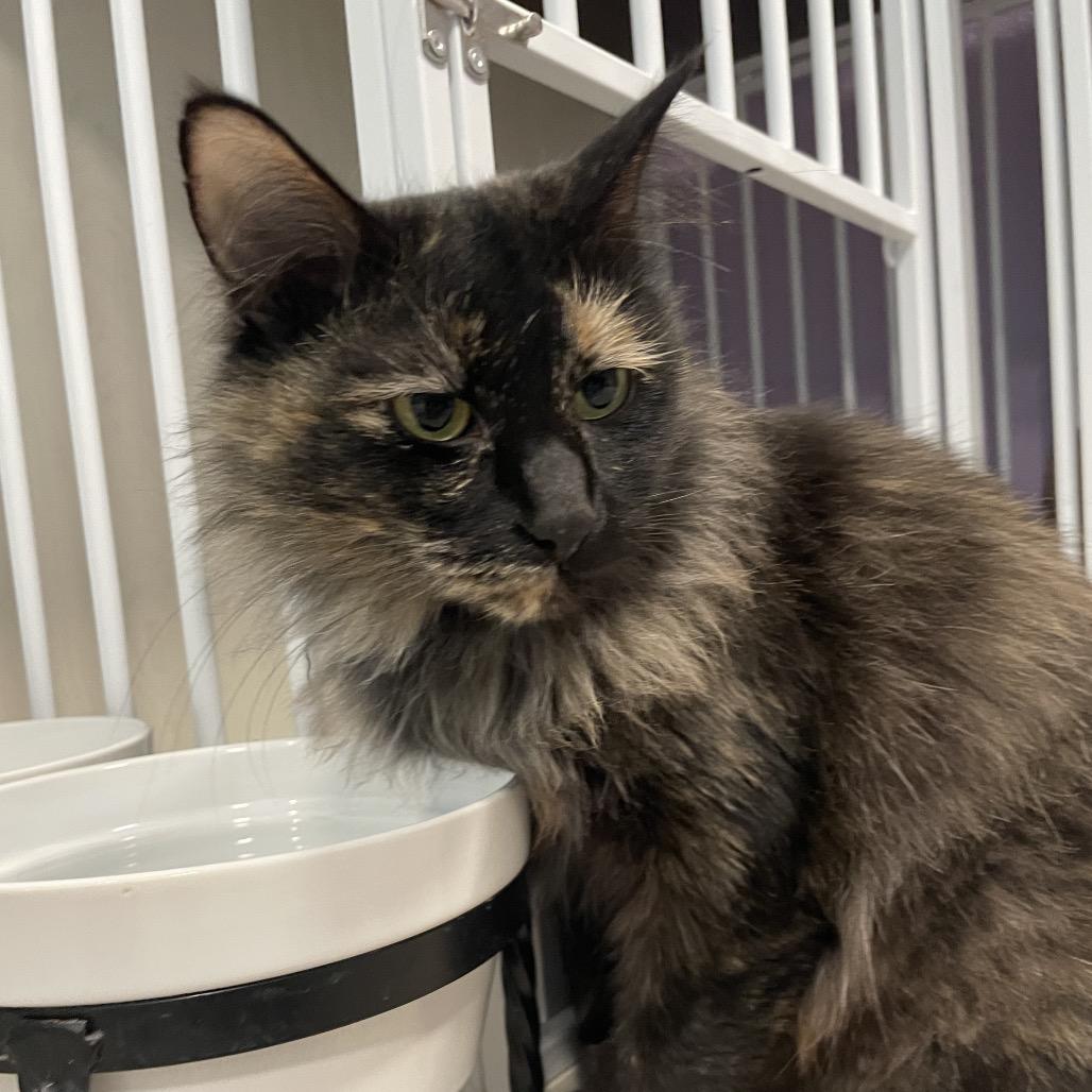 Enlarge Lunar, a Adoptable Domestic Short Hair in South Haven, MI image 5/6