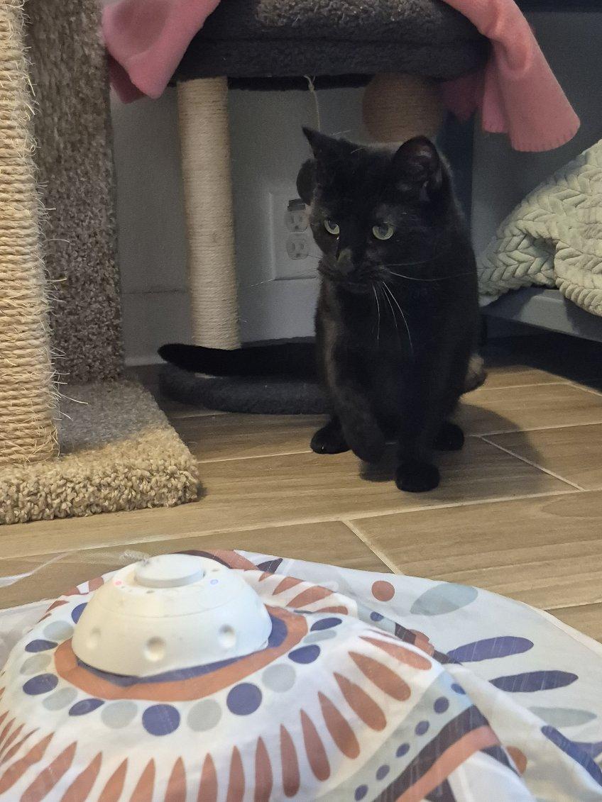 Enlarge Raven, a Adoptable Domestic Short Hair in Jeffersonville, IN image 2/6