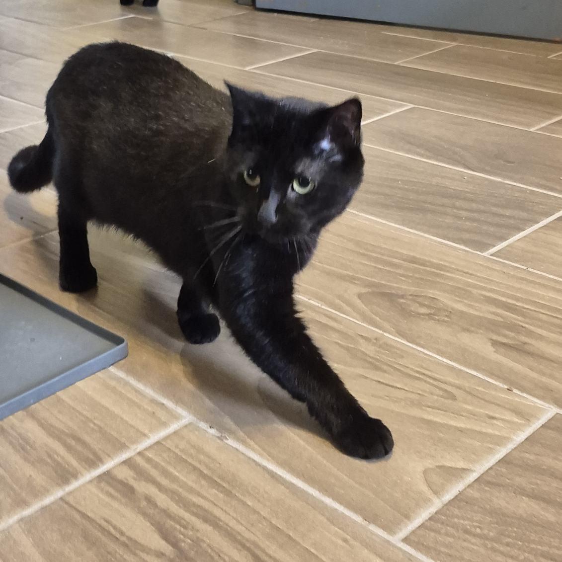 Enlarge Raven, a Adoptable Domestic Short Hair in Jeffersonville, IN image 3/6