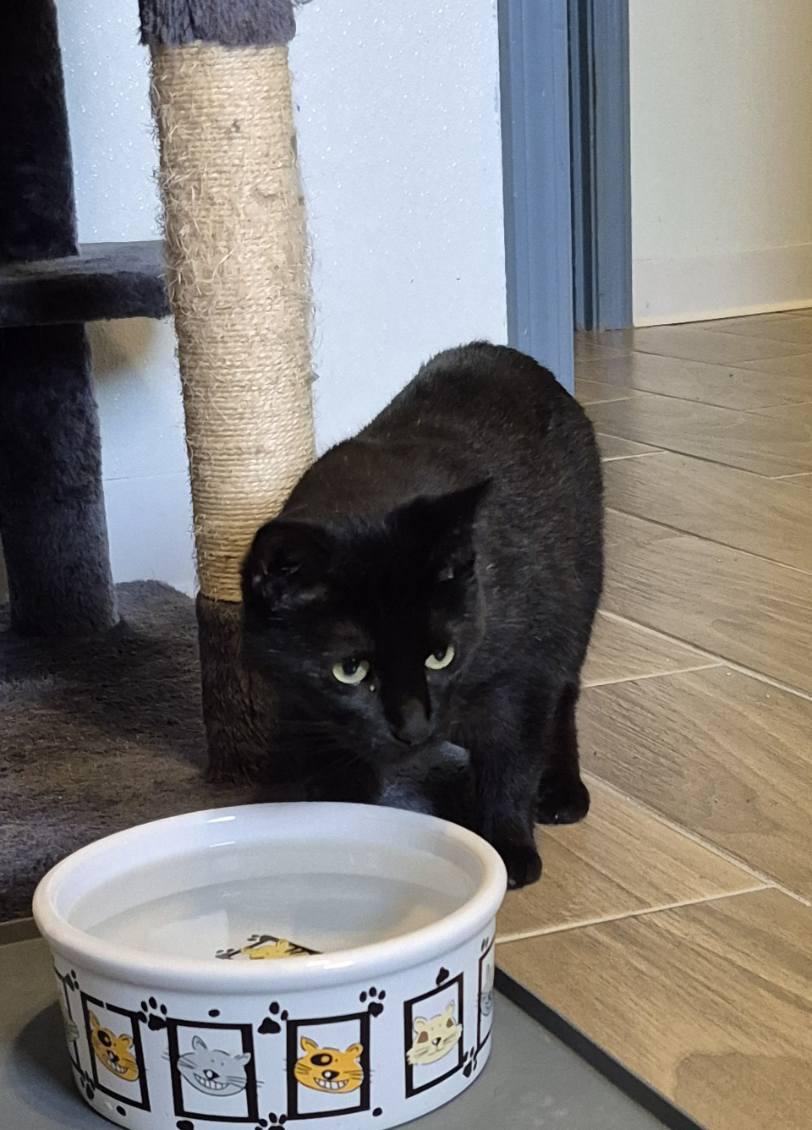 Enlarge Raven, a Adoptable Domestic Short Hair in Jeffersonville, IN image 5/6