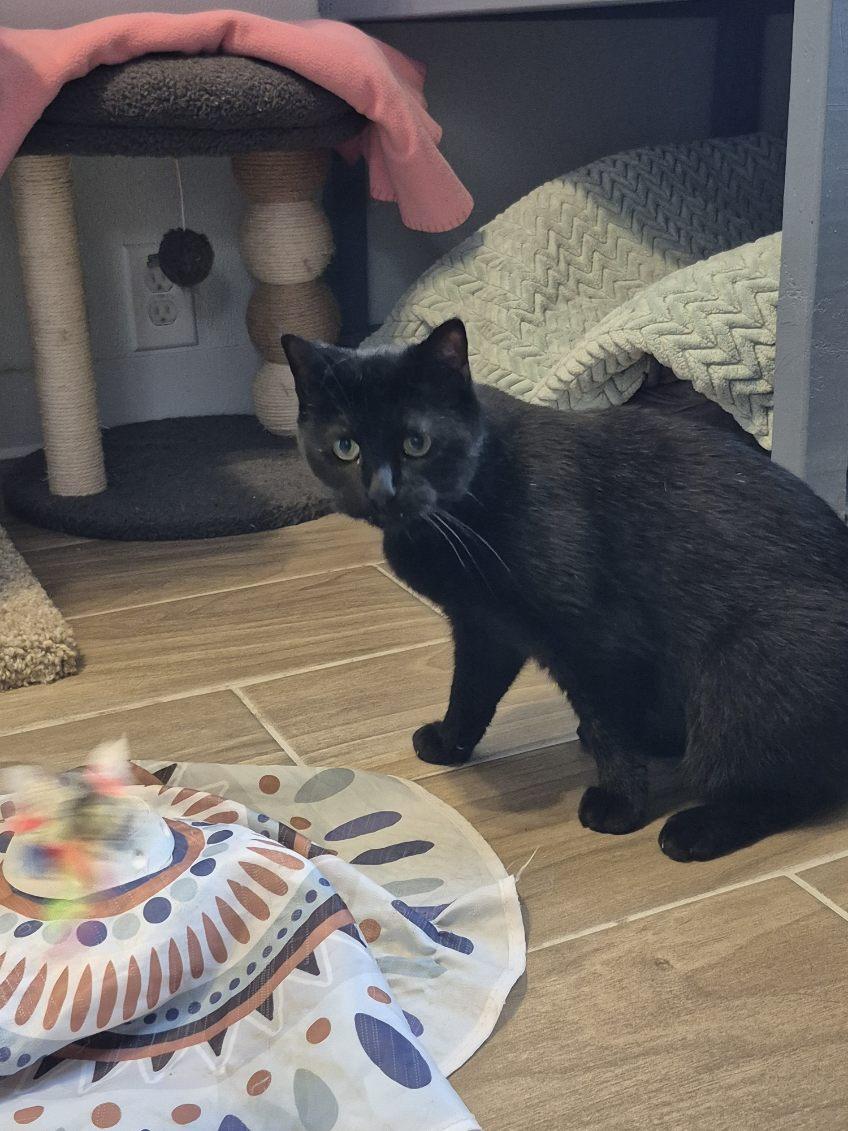 Enlarge Raven, a Adoptable Domestic Short Hair in Jeffersonville, IN image 6/6