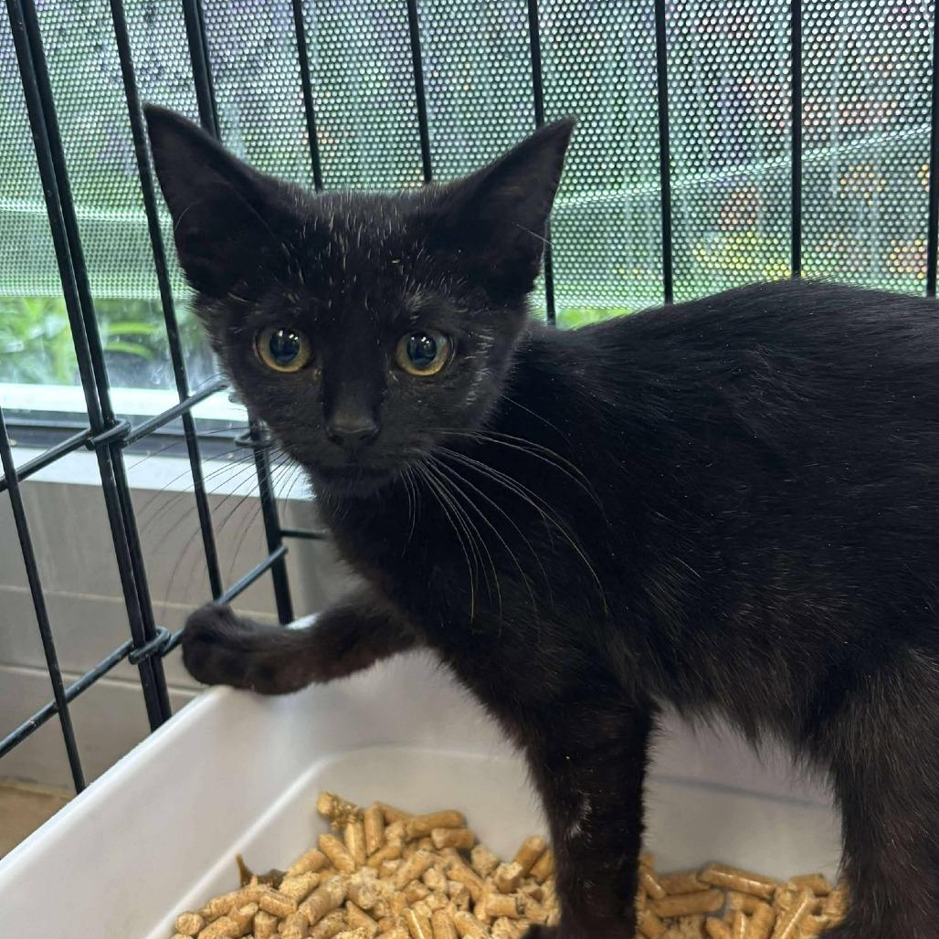 Milk Shake, a Adoptable Domestic Short Hair in Rocky Mount, VA image 1/2