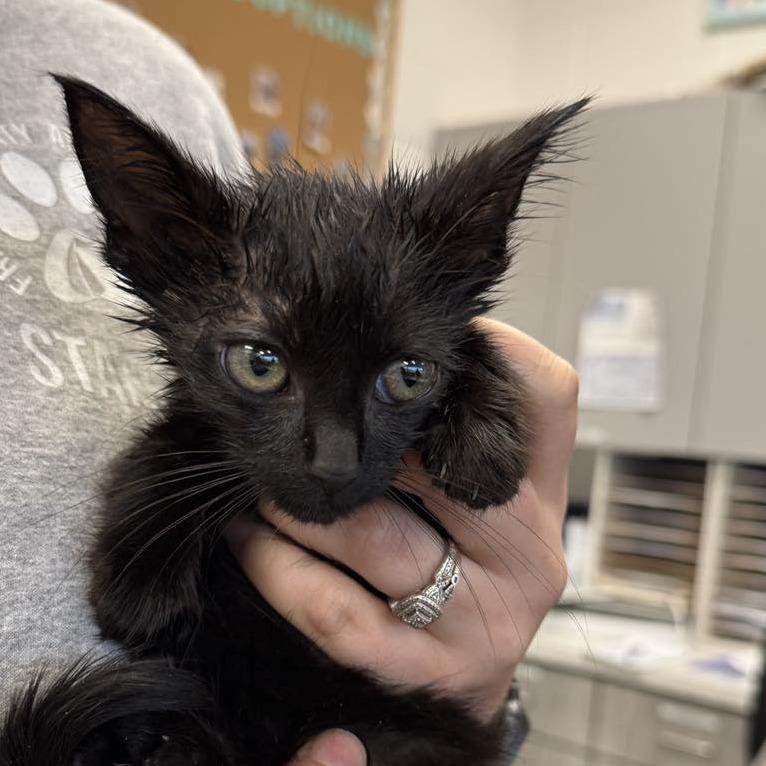 Milk Shake, a Adoptable Domestic Short Hair in Rocky Mount, VA image 2/2