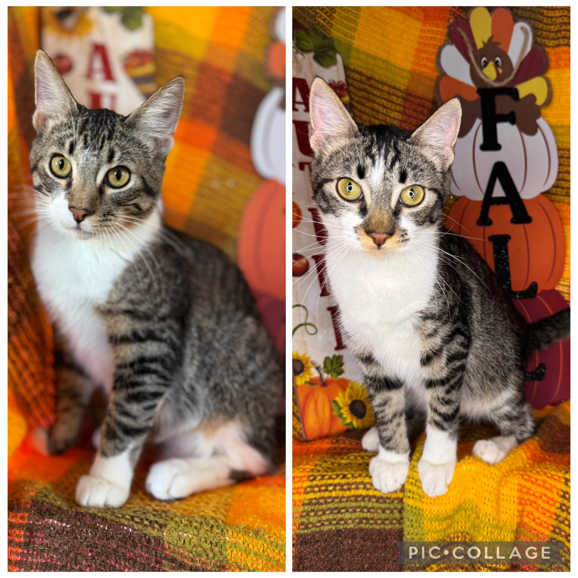 Yin & Yang (Bonded Brothers), Adoptable, Young Male Abyssinian & American Wirehair.