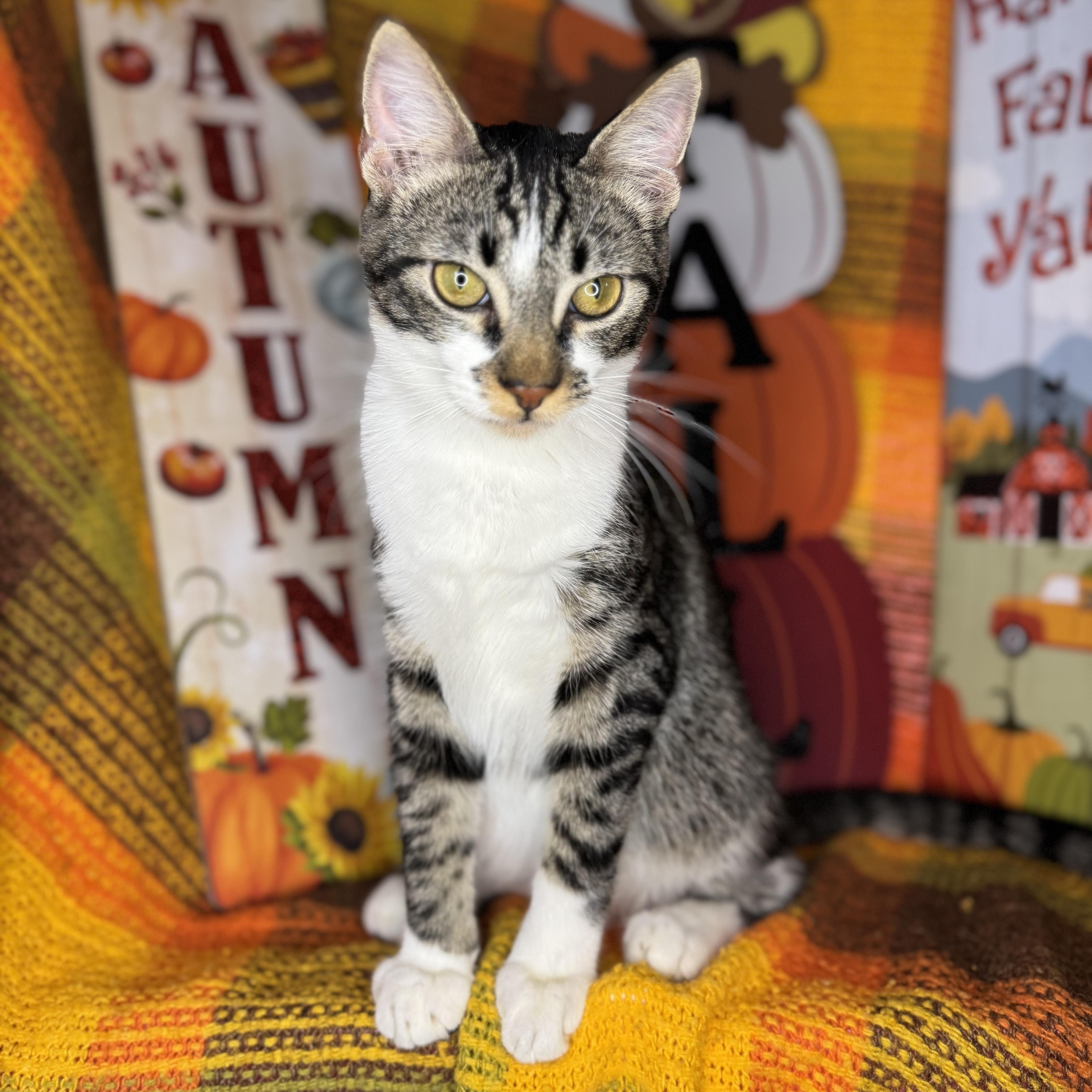 Enlarge Yin & Yang (Bonded Brothers), a Adoptable mixed breed in Mount Vernon, IL image 3/6