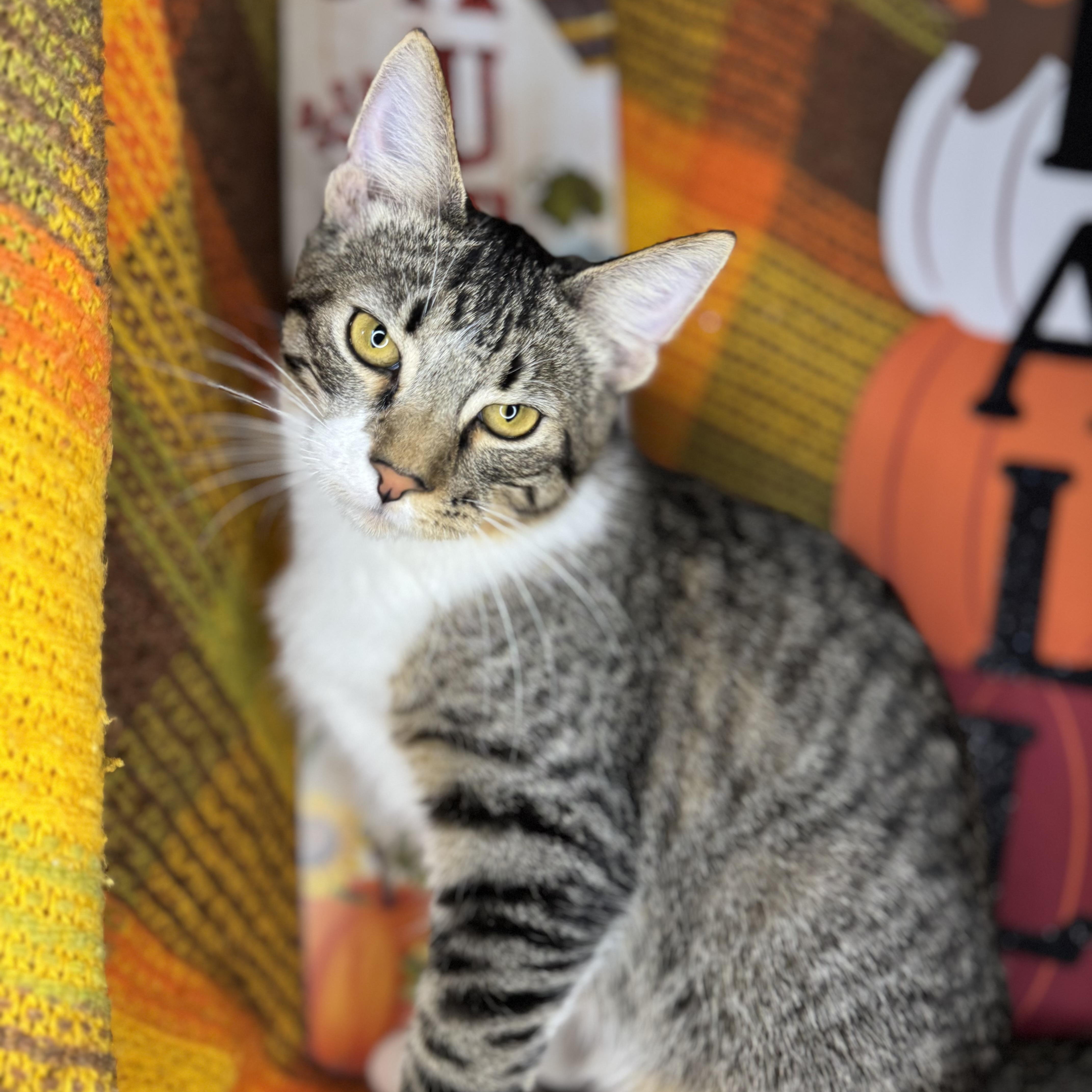 Enlarge Yin & Yang (Bonded Brothers), a Adoptable mixed breed in Mount Vernon, IL image 4/6