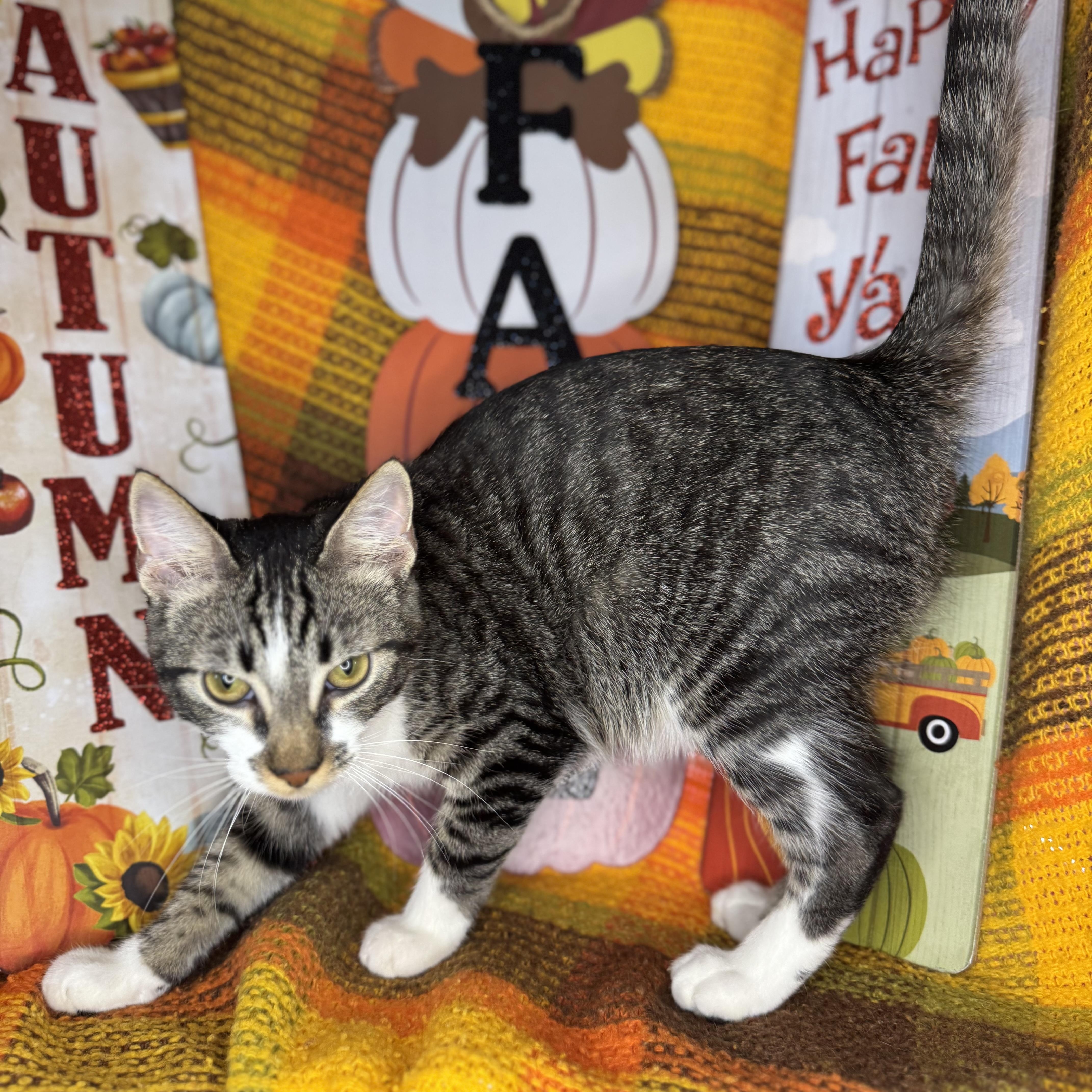 Enlarge Yin & Yang (Bonded Brothers), a Adoptable mixed breed in Mount Vernon, IL image 6/6