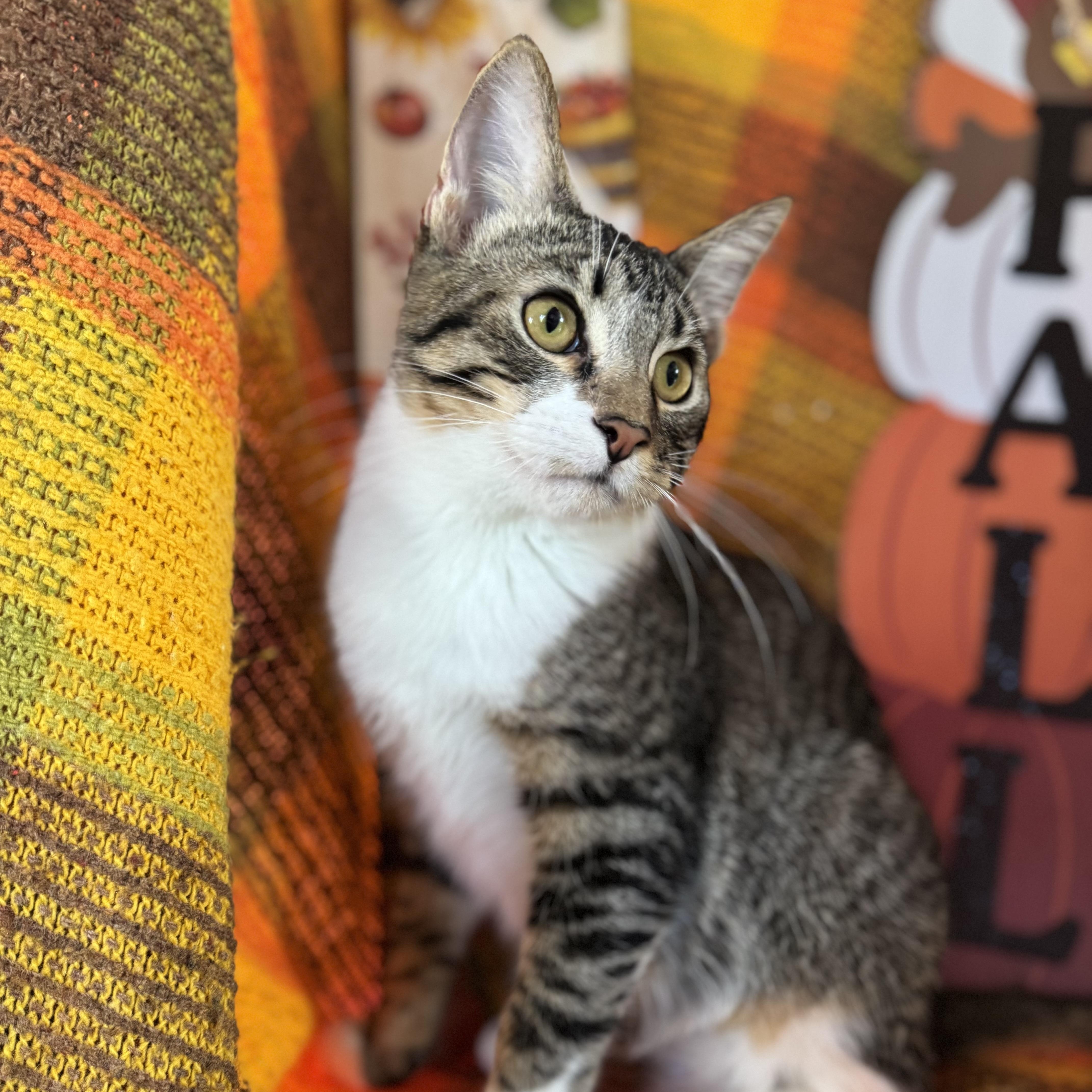 Enlarge Yin & Yang (Bonded Brothers), a Adoptable mixed breed in Mount Vernon, IL image 2/6