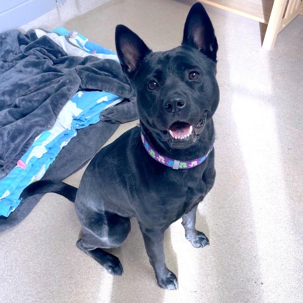 Aoife, Adoptable, Young Female Mixed Breed.