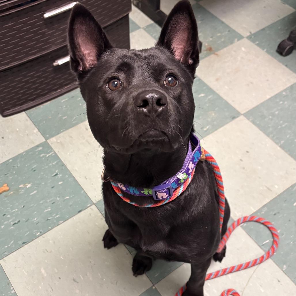Enlarge Aoife, a Adoptable Mixed Breed in South Burlington, VT image 2/6