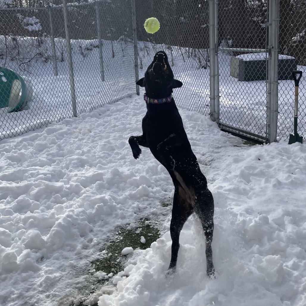 Enlarge Aoife, a Adoptable Mixed Breed in South Burlington, VT image 3/6