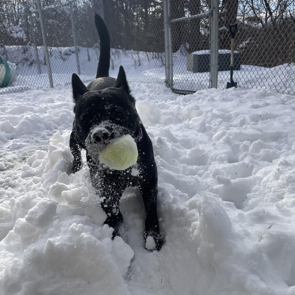 Enlarge Aoife, a Adoptable Mixed Breed in South Burlington, VT image 4/6