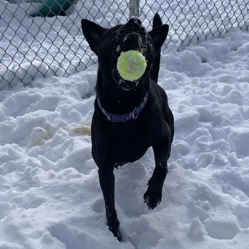 Enlarge Aoife, a Adoptable Mixed Breed in South Burlington, VT image 5/6