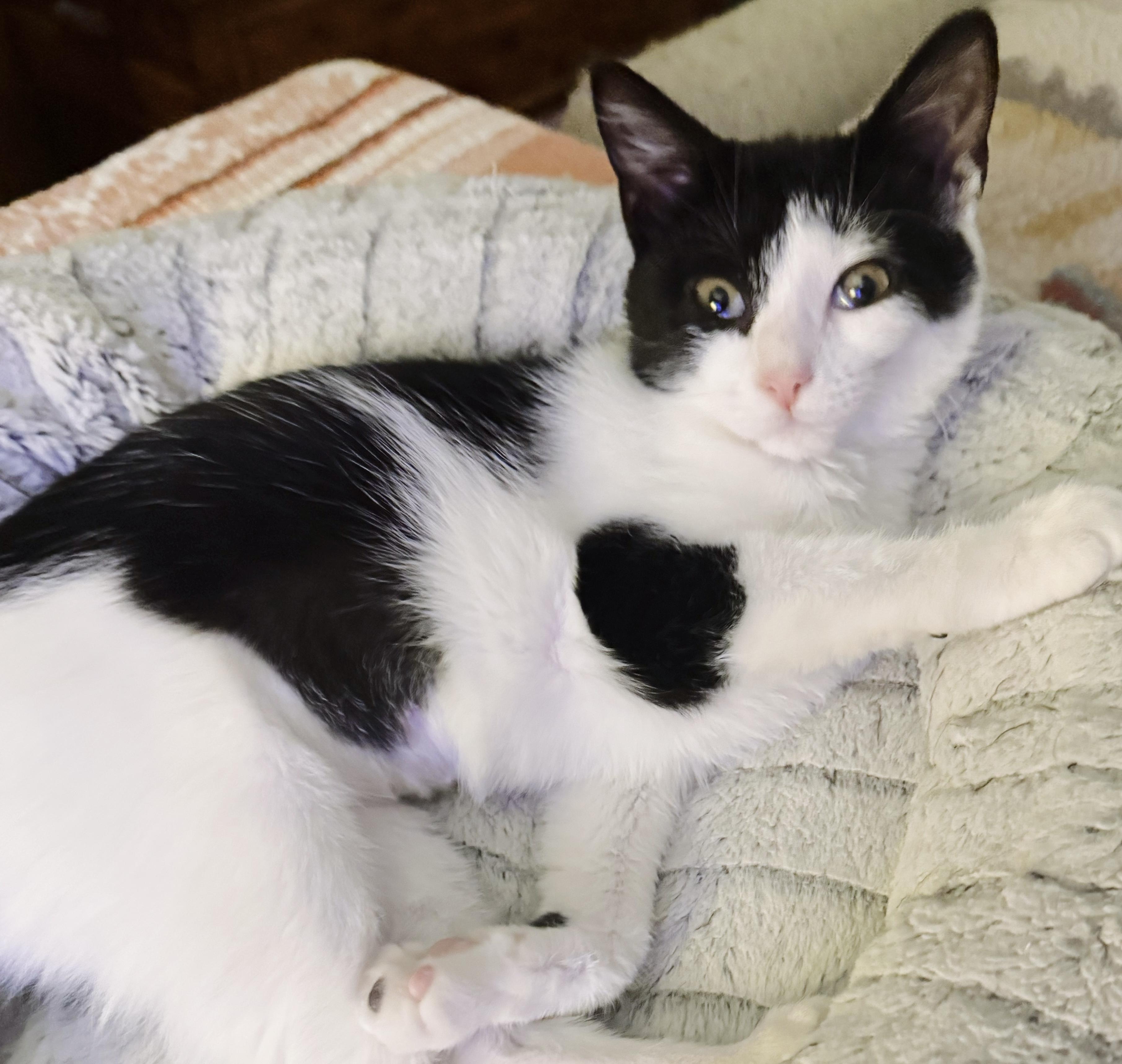 Catwoman, a Adoptable Tuxedo in Philadelphia, PA image 5/6