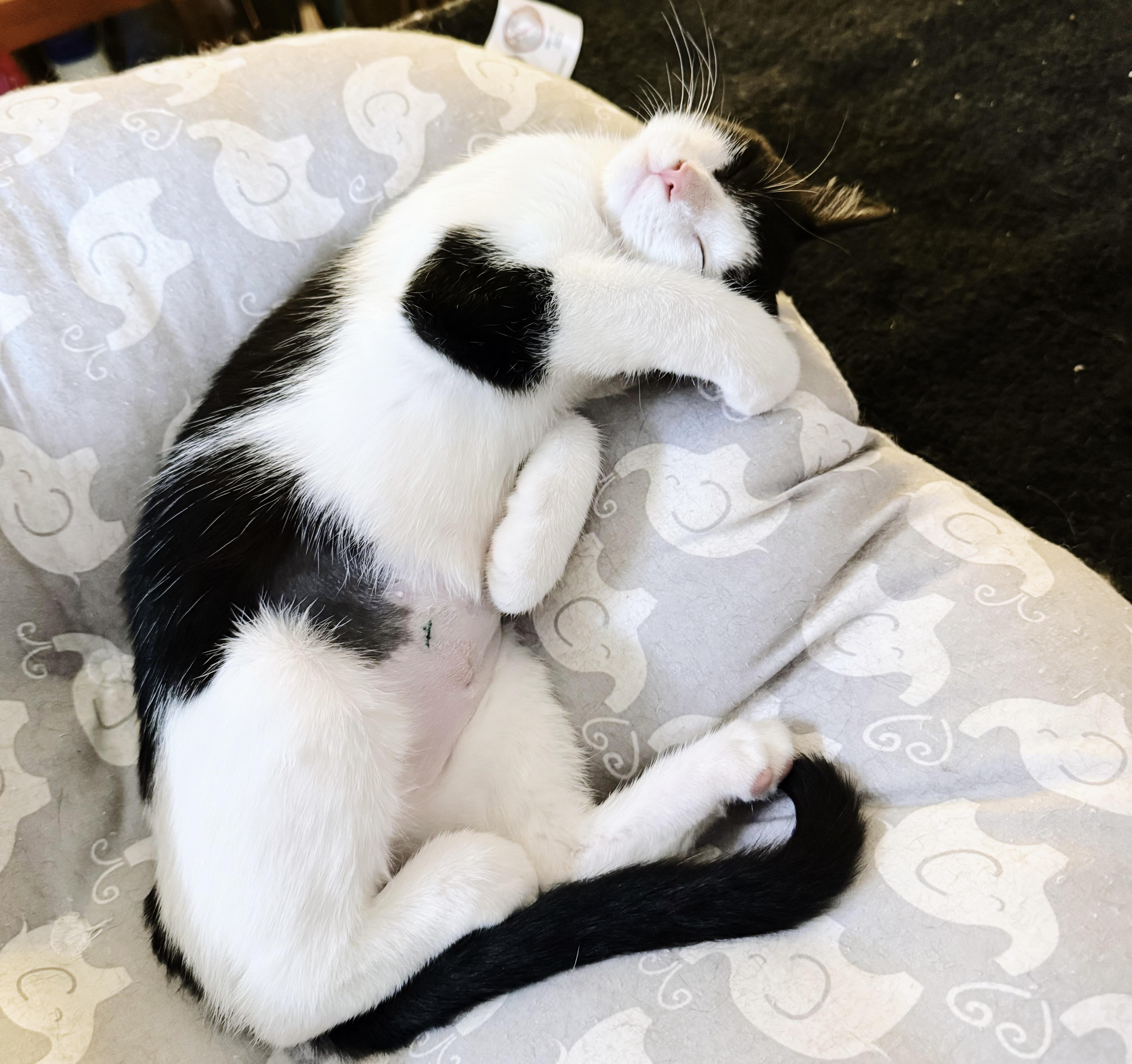 Catwoman, a Adoptable Tuxedo in Philadelphia, PA image 3/6