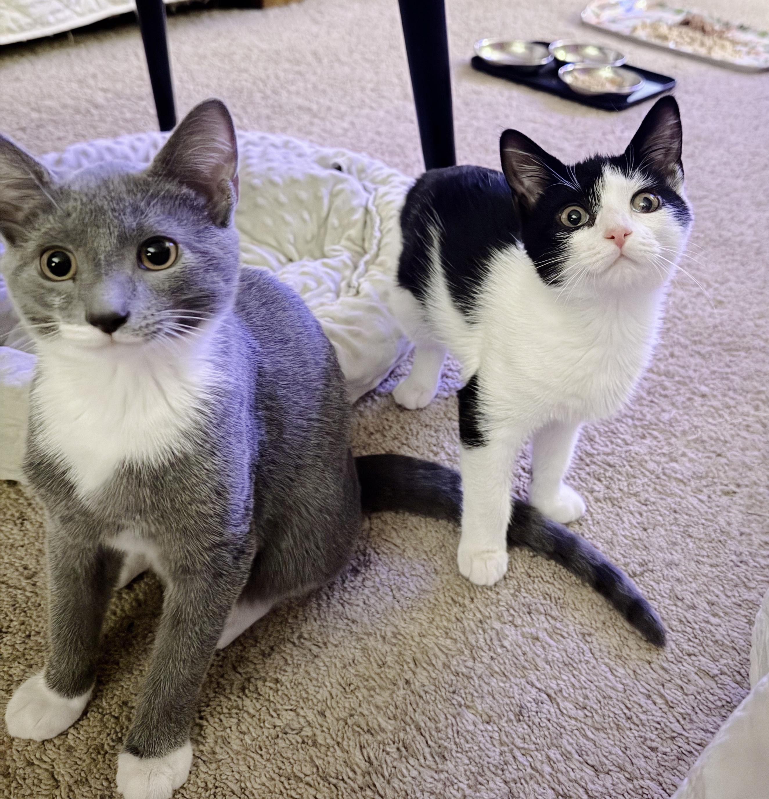 Catwoman, a Adoptable Tuxedo in Philadelphia, PA image 4/6