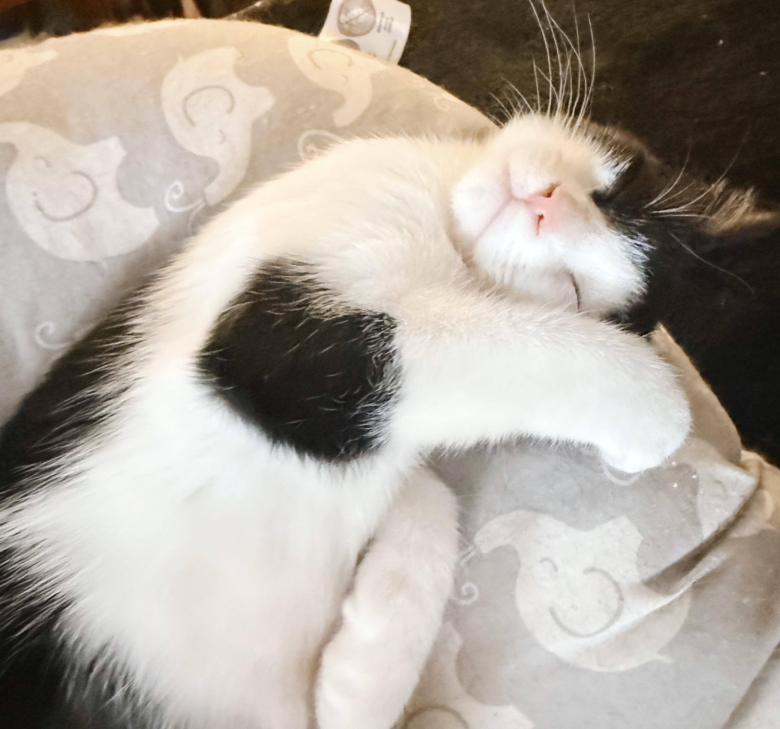 Catwoman, a Adoptable Tuxedo in Philadelphia, PA image 6/6