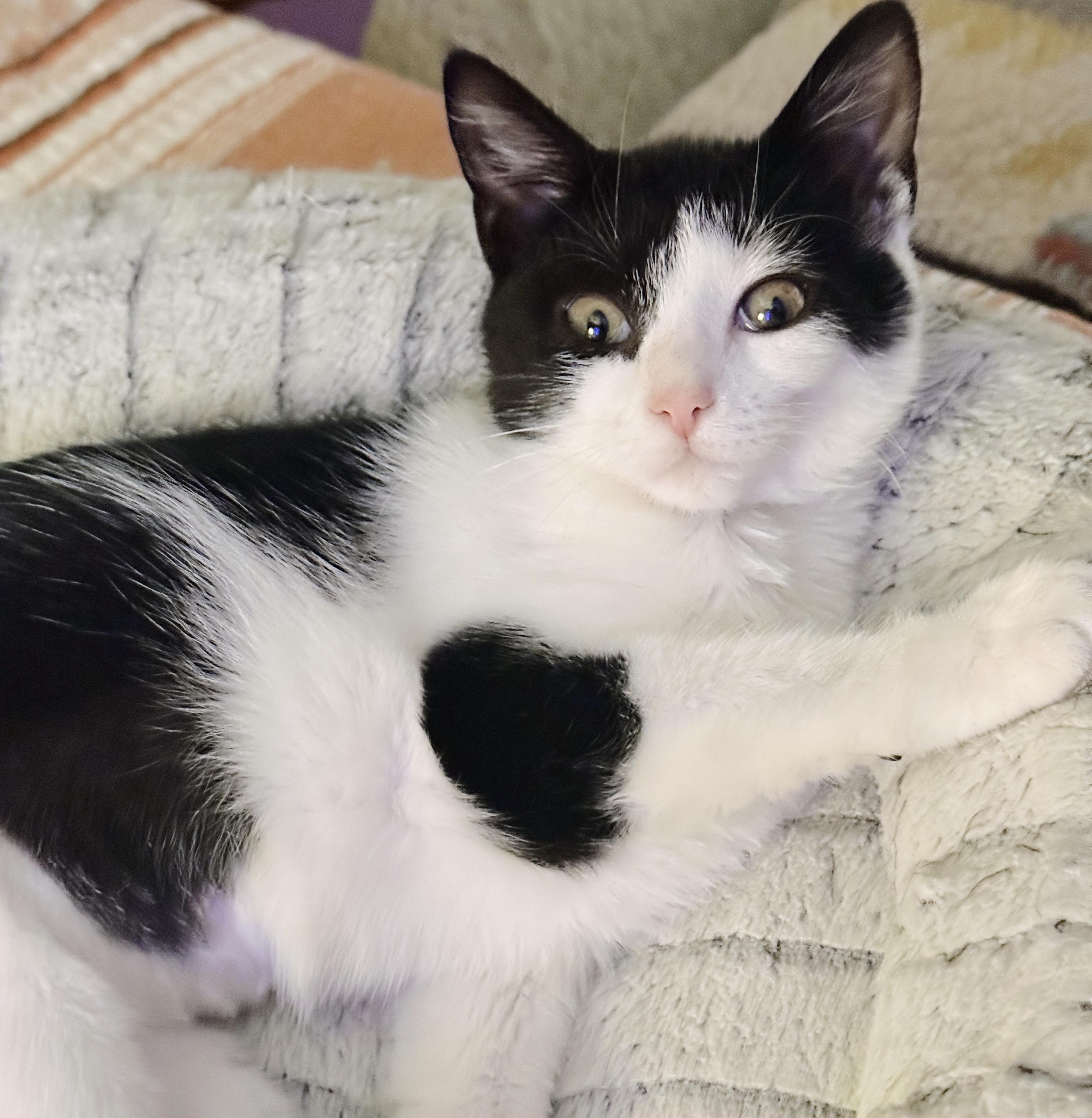 Catwoman, a Adoptable Tuxedo in Philadelphia, PA image 2/6