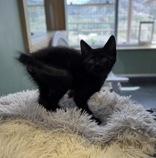 Wiseman, an adopted Domestic Short Hair in Eagle, CO image 3/4