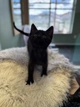 Wiseman, an adopted Domestic Short Hair in Eagle, CO image 2/4