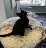 Wiseman, an adopted Domestic Short Hair in Eagle, CO image 1/4
