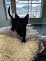 Wiseman, an adopted Domestic Short Hair in Eagle, CO image 4/4