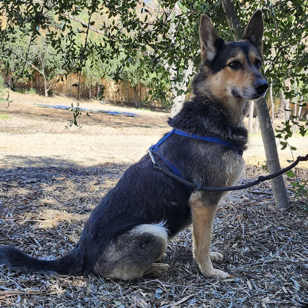 Enlarge Meekah Key, a ADOPTABLE German Shepherd Dog in Burbank, CA image 3/6