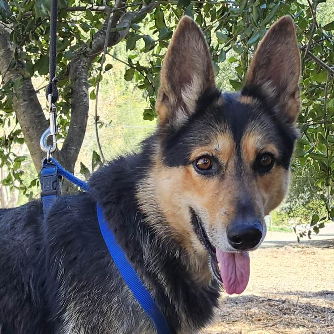Meekah Key, ADOPTABLE, Adult Female German Shepherd Dog.