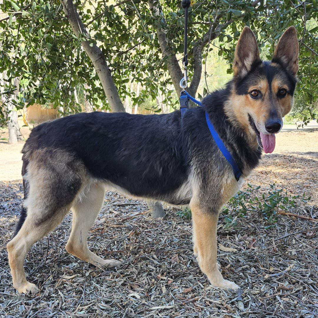 Enlarge Meekah Key, a ADOPTABLE German Shepherd Dog in Burbank, CA image 4/6