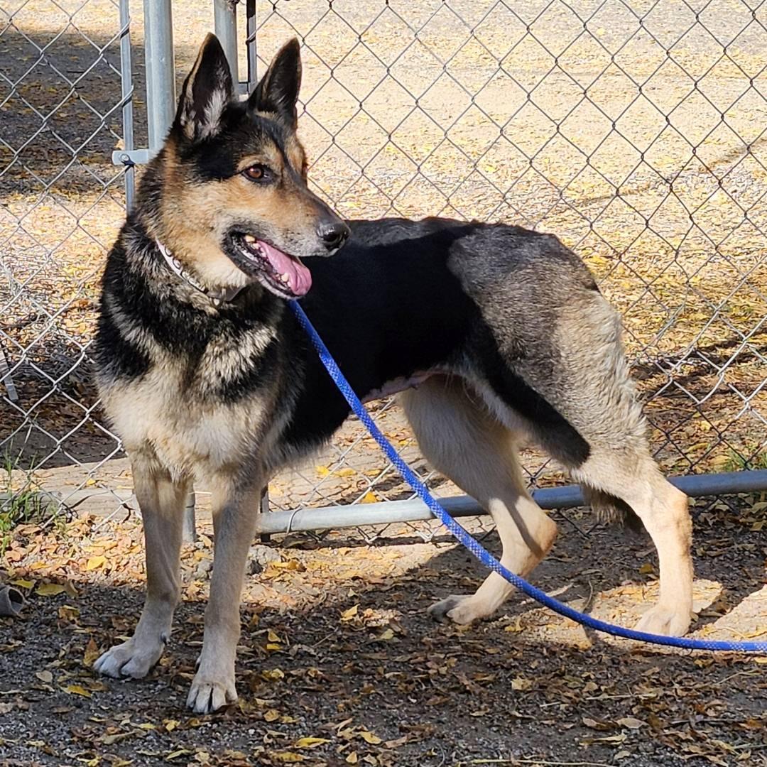 Enlarge Meekah Key, a ADOPTABLE German Shepherd Dog in Burbank, CA image 5/6