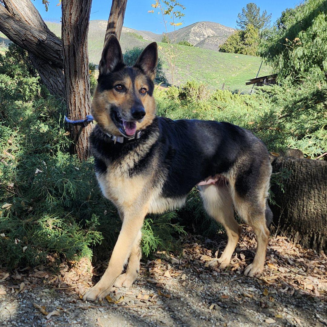 Enlarge Meekah Key, a ADOPTABLE German Shepherd Dog in Burbank, CA image 6/6