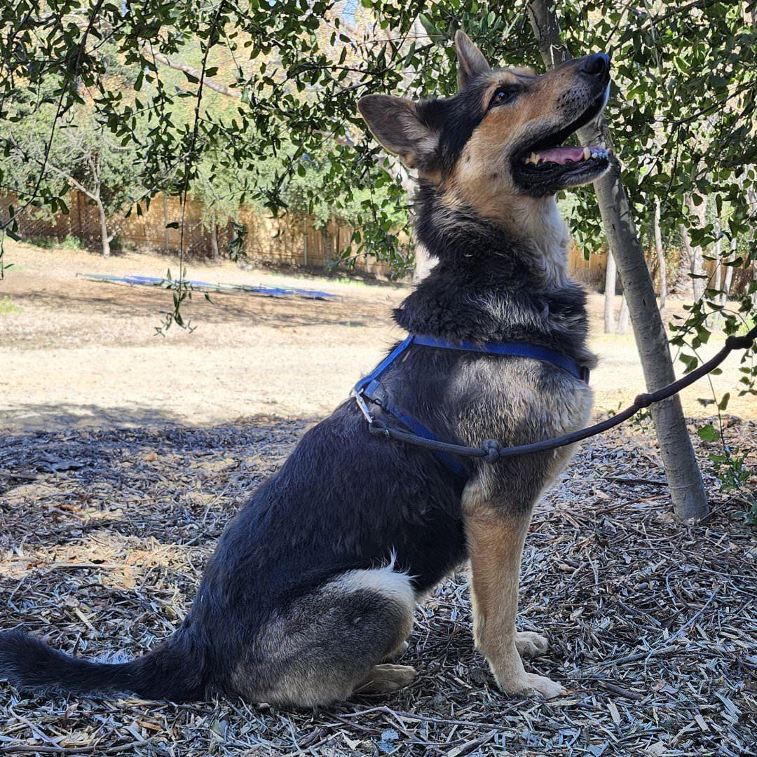 Enlarge Meekah Key, a ADOPTABLE German Shepherd Dog in Burbank, CA image 2/6