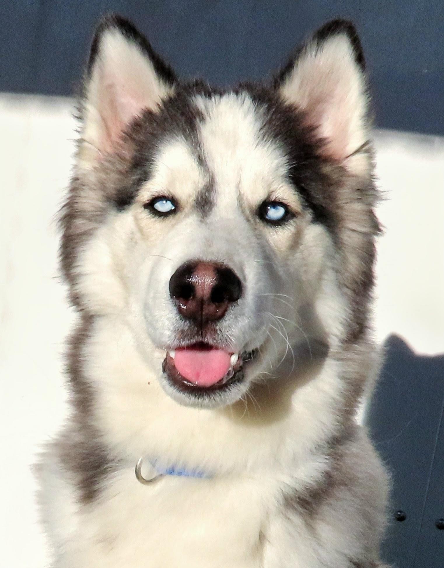 Enlarge 26-417 Cash, a Adoptable Siberian Husky in Amityville, NY image 2/5