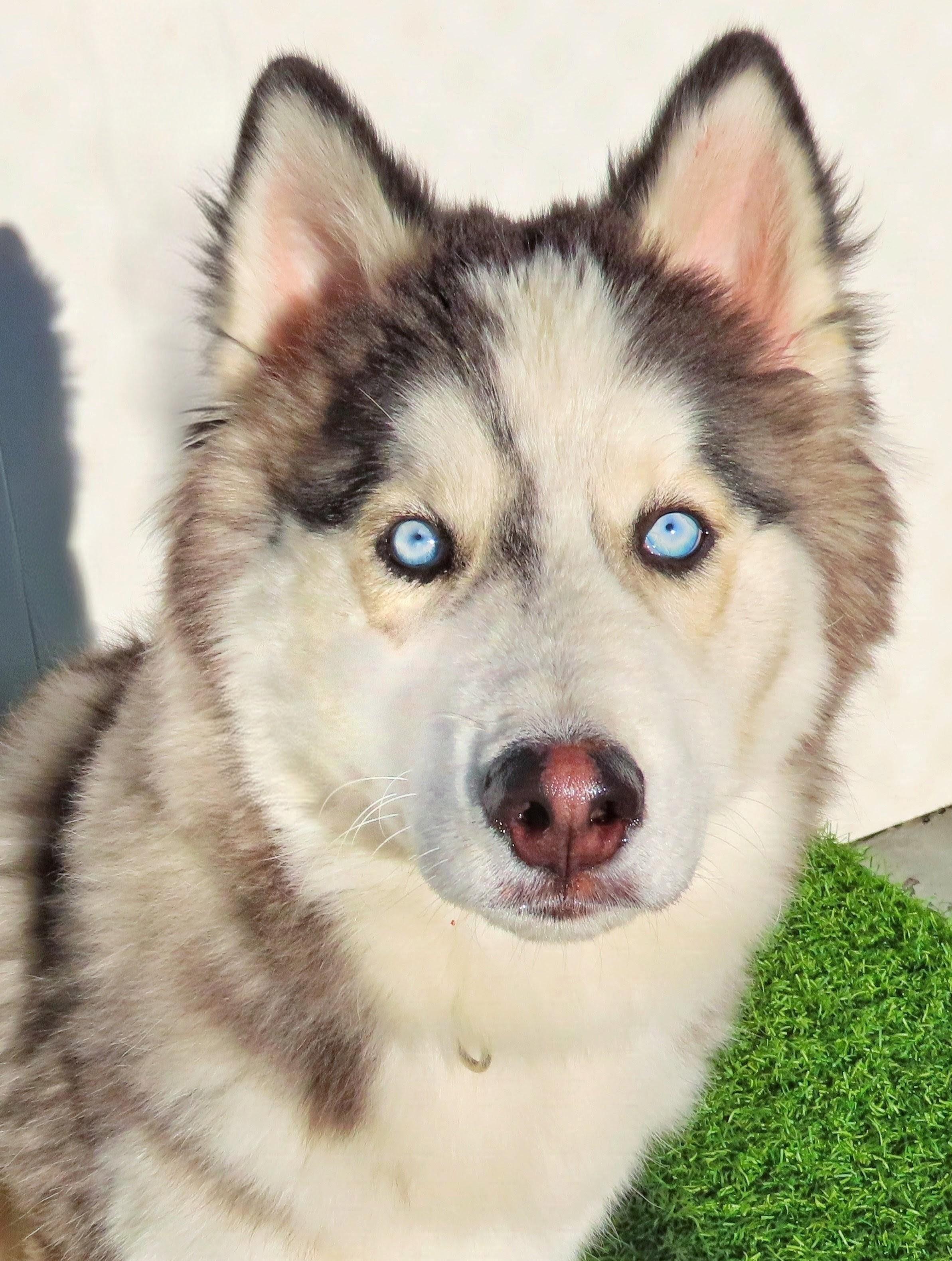 Enlarge 26-417 Cash, a Adoptable Siberian Husky in Amityville, NY image 1/5